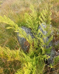 Athyrium distentifolium