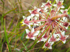 Asclepias albens