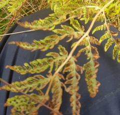 Athyrium distentifolium