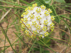 Asclepias albens