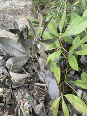 Baptisia lanceolata