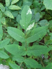 Phytomyza angelicastri