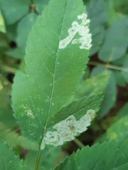 Phytomyza angelicastri