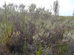 Psoralea velutina