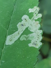 Phytomyza angelicastri