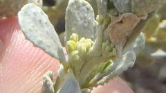 Psoralea velutina