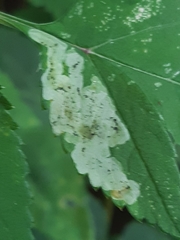 Phytomyza angelicastri