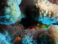 Sebastapistes cyanostigma