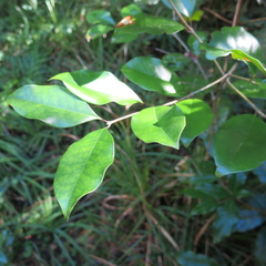 Olea capensis macrocarpa