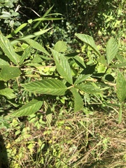 Rubus argutus