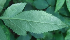 Phytomyza angelicastri