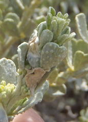 Psoralea velutina