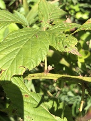 Rubus argutus