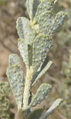 Psoralea velutina