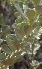 Psoralea velutina