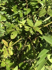 Rubus argutus
