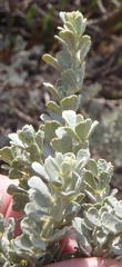 Psoralea velutina