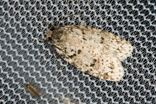 Bog Bibarrambla Moth photo 3