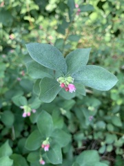 Symphoricarpos albus