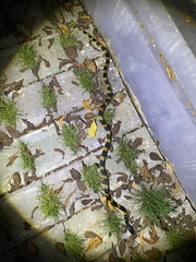 Bungarus fasciatus