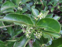 Euonymus spraguei