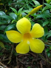 Allamanda schottii