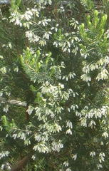 Erica caffra caffra