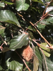 Fagus sylvatica