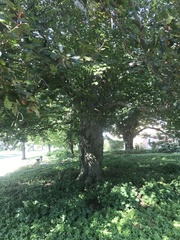 Fagus sylvatica