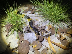 Bungarus fasciatus