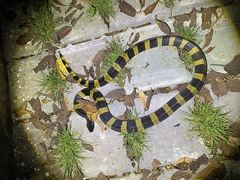 Bungarus fasciatus