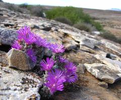 Antimima fenestrata