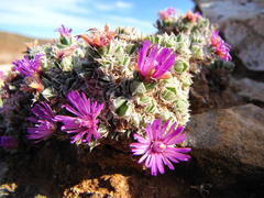 Antimima fenestrata