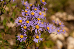 Aster amellus
