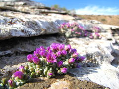 Antimima fenestrata