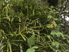 Prosthechea panthera