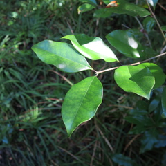 Olea capensis macrocarpa