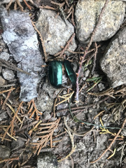 Viridimicus aurescens