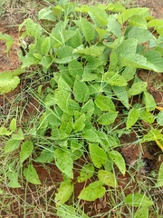 Ipomoea staphylina