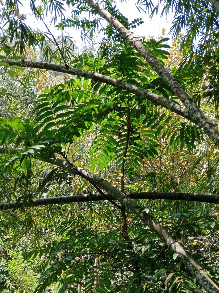 Canarium hirsutum (Canarium hirsutum)