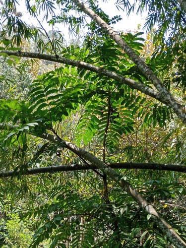 White dhup (Canarium hirsutum)