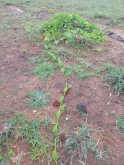 Ipomoea staphylina