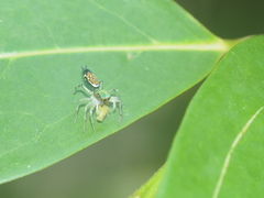 Cosmophasis valerieae