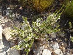 Erica glomiflora glomiflora