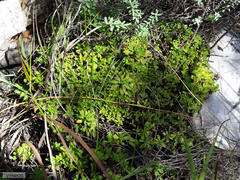 Osmitopsis dentata