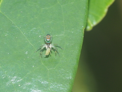 Cosmophasis valerieae