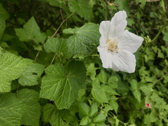 Rubus trilobus