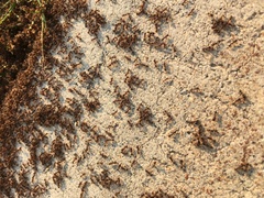 Formicidae