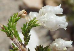Erica glomiflora glomiflora