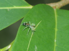 Cosmophasis valerieae